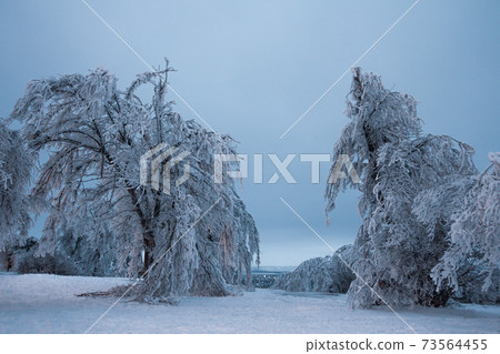 Trees covered with ice crust in the snow. Illustration for weather phenomena, snowfall. Beautiful background with a winter landscape. 73564455