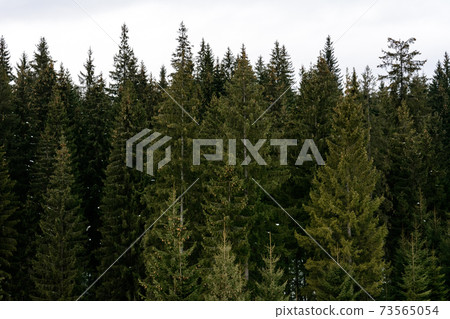 Detailed texture of conifer forest on hill close up, Background of tree tops on mountainside. 73565054