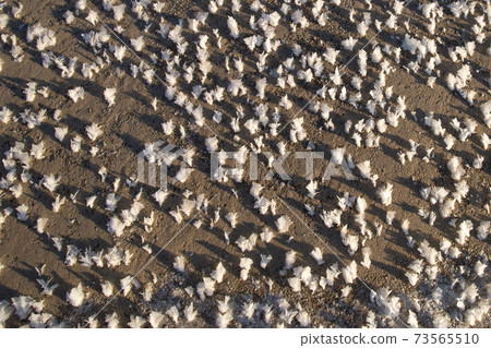 Salty sea water ice on a beach sand abstract background texture 73565510