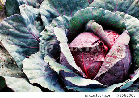A head of red cabbage grows in the garden. Photo of a vegetable with a top view. A head of red cabbage grows in the garden. Photo of a vegetable with a top view. 73566003