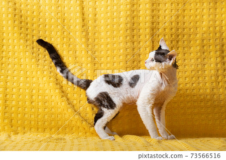 Funny White With dark Spots Devon Rex Cat Posing On Plaid. Short-haired Cat Of English Breed On Yellow Plaid Background. Shorthair Pet Funny White With dark Spots Devon Rex Cat Posing On Plaid. Short-haired Cat Of English Breed On Yellow Plaid Background. Shorthair Pet 73566516