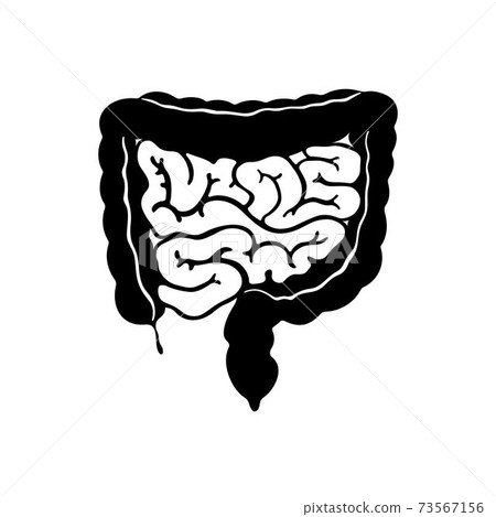 Gastrointestinal tract, body organ system Gastrointestinal tract, body organ system 73567156