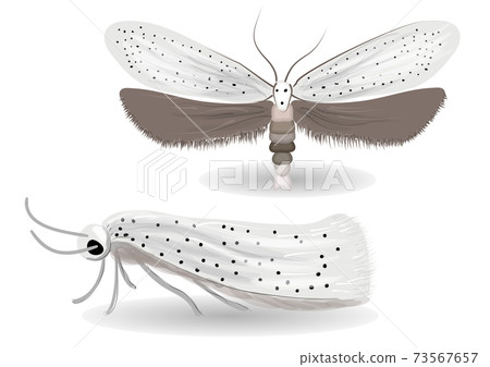 Yponomeuta evonymella illustration 73567657