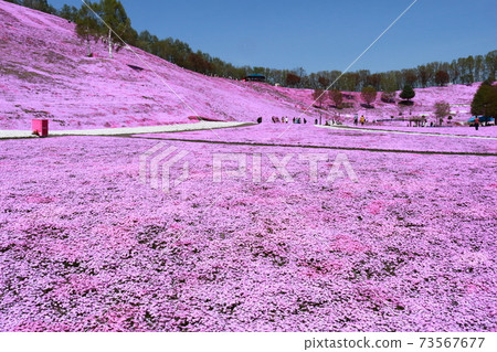 Higashimokotoshiba Sakura Park in full bloom 73567677
