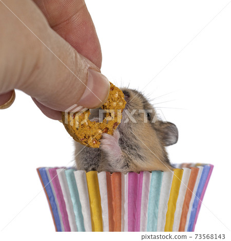 Cute baby hamster on white background 73568143