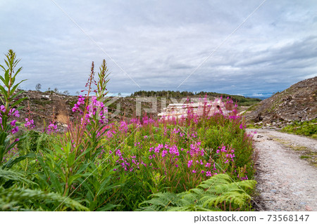 Rosebay Willowhern, Chamerion Angustifolium, in full blossom 73568147
