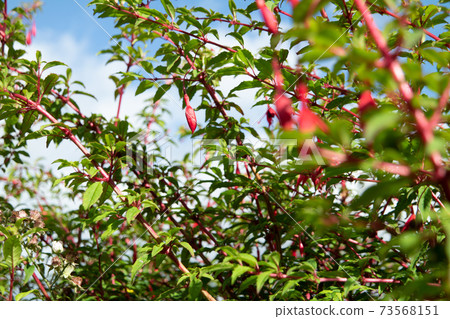 Wildflower Fuchsia growing in County Donegal - Ireland Wildflower Fuchsia growing in County Donegal - Ireland 73568151