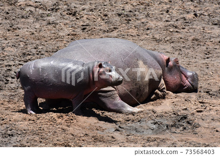 Hippopotamus (Maasai Mara National Park, Kenya) Hippopotamus (Maasai Mara National Park, Kenya) 73568403