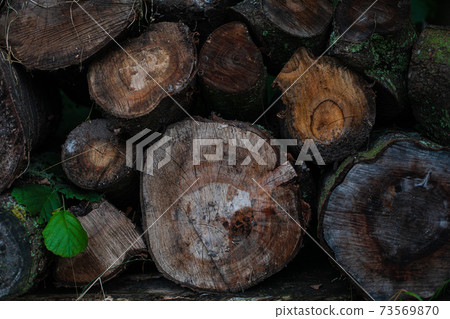 Background of cut down trees. Background of cut down trees. 73569870