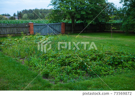 Green countryside garden. Green countryside garden. 73569872
