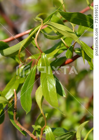 Dragons claw willow 73569911