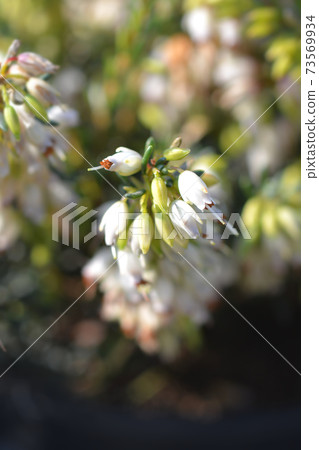 Darley Dale heath Lena 73569934