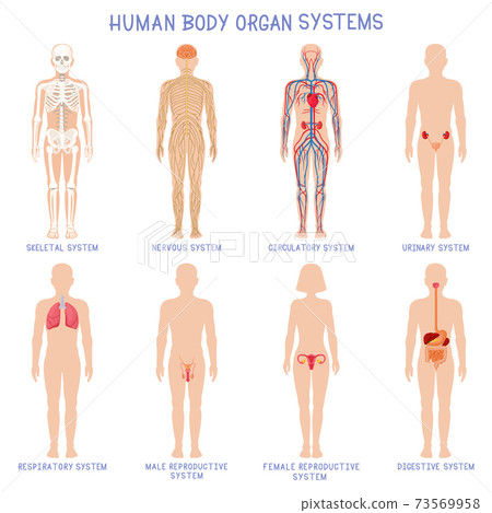 Cartoon human body organs systems. Anatomical biology systems, skeleton, nervous and reproductive system. Human biology organ scheme vector illustration set 73569958