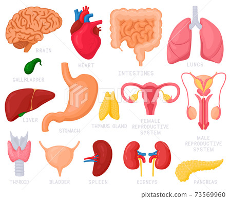 Human internal organs. Cartoon human organs, heart, liver, stomach, lungs, uterus, brain and reproductive system. Internal organs vector illustration set 73569960