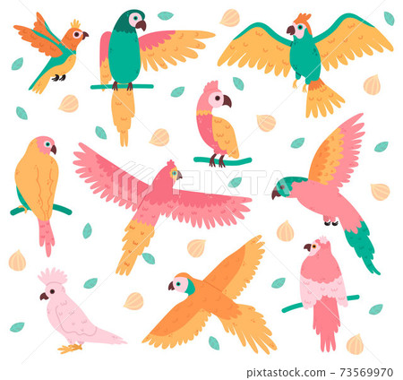 Tropical parrots. Jungle colorful birds, cute cockatoo, jaco and budgerigar. Summer tropical parrots vector illustration set Tropical parrots. Jungle colorful birds, cute cockatoo, jaco and budgerigar. Summer tropical parrots vector illustration set 73569970