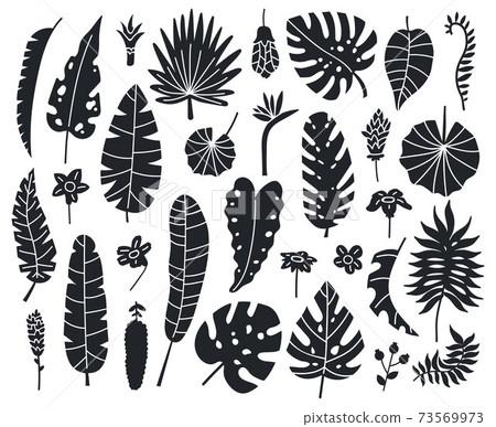 Jungle leaves silhouettes. Exotic palm, banana and monstera monochrome leaves vector illustration set. Summer tropical leaves silhouette Jungle leaves silhouettes. Exotic palm, banana and monstera monochrome leaves vector illustration set. Summer tropical leaves silhouette 73569973