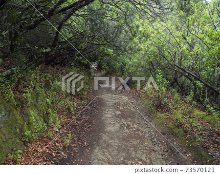 dirt road of hiking trail to Gola Su Gorropu gorge in green forest landscape of Supramonte Mountains with mediterranean vegetation, Nuoro, Sardinia, Italy 73570121