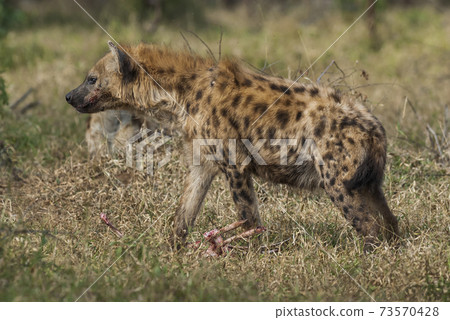 Hyena eating, Africa Hyena eating, Africa 73570428