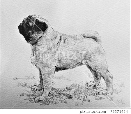 Illustration of a dog Illustration of a dog 73571434