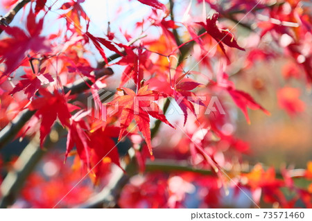 鮮豔的楓木 73571460