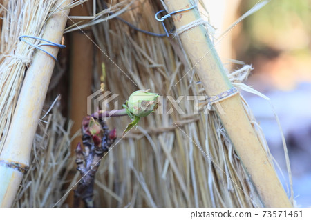 冷牡丹的芽 冷牡丹的芽 73571461