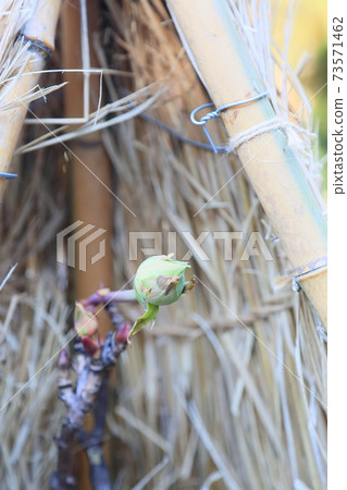 冷牡丹的芽 冷牡丹的芽 73571462