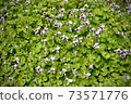 Violet park 73571776