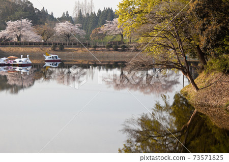 宮古城觀音池塘公園的櫻花 宮古城觀音池塘公園的櫻花 73571825