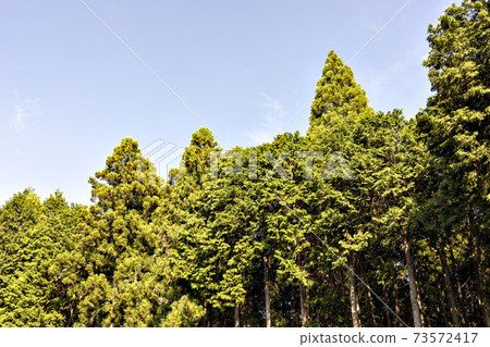 日本人林林 73572417