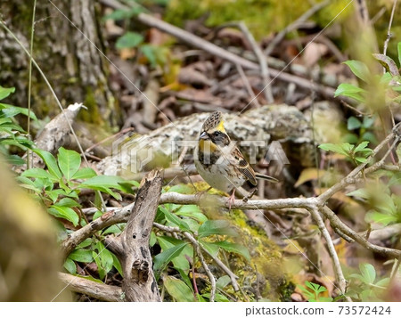 Miyama Hoojiro男性，帶黃色冠狀翅膀 73572424
