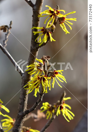 Flower that blooms first in spring Flower that blooms first in spring 73572440