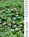 Landscape with water lilies Vertical position 73572556