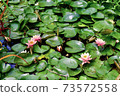 Park with lotus flowers horizontal position 73572558