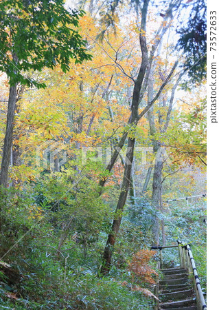 Colored thickets 73572633