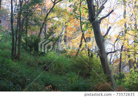 Colored thickets Colored thickets 73572635