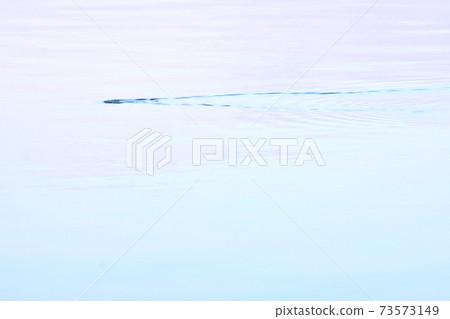 水禽玩水模式 73573149
