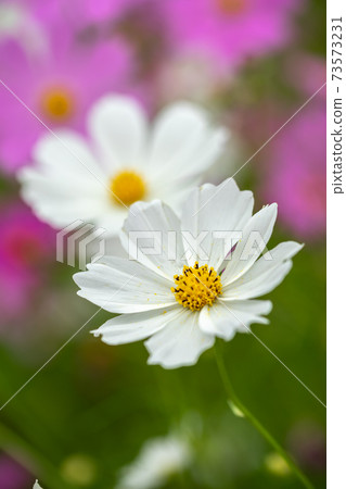 波斯菊領域秋天圖像 波斯菊領域秋天圖像 73573231