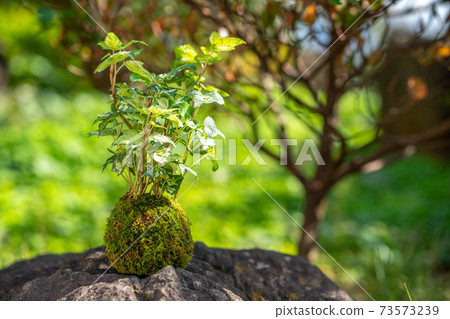 青苔盆景日式圖像 青苔盆景日式圖像 73573239