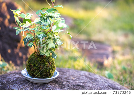 Moss bonsai Japanese style image Moss bonsai Japanese style image 73573246