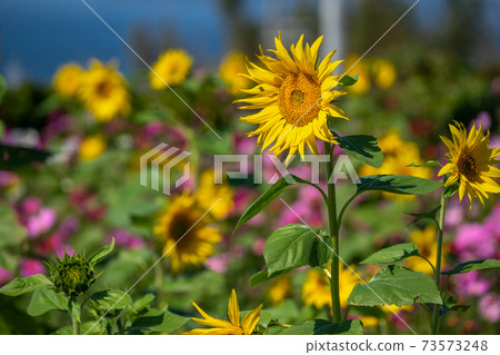 向日葵花夏天形象 向日葵花夏天形象 73573248