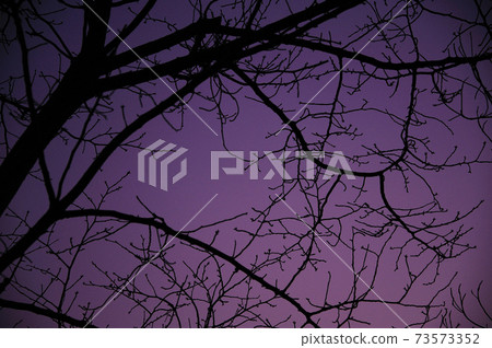 Tree silhouette 73573352