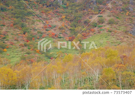 Autumn leaves at the foot of Mt. Nasu Autumn leaves at the foot of Mt. Nasu 73573407