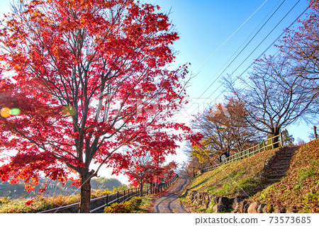 Yaze Water Park, Yaze Site, Autumn Leaves, Early Morning Scenery, Autumn Scenery Yaze Water Park, Yaze Site, Autumn Leaves, Early Morning Scenery, Autumn Scenery 73573685