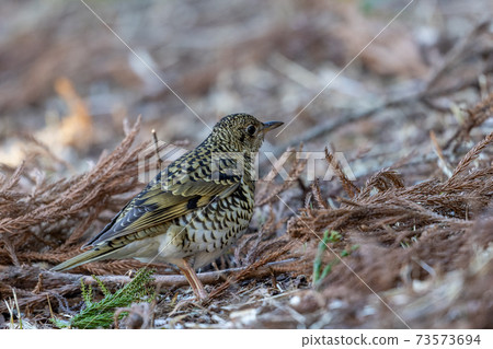 Tratumegi Tratumegi 73573694