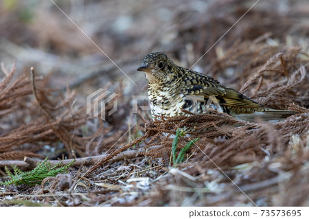 Tratumegi Tratumegi 73573695