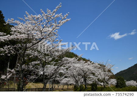 一排櫻花樹在藍藍的天空背景與副本空間 一排櫻花樹在藍藍的天空背景與副本空間 73574290