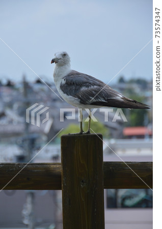 Seagull (Sansei Castle Park / Aomori Prefecture Hachinohe City Uchimaru) Seagull (Sansei Castle Park / Aomori Prefecture Hachinohe City Uchimaru) 73574347