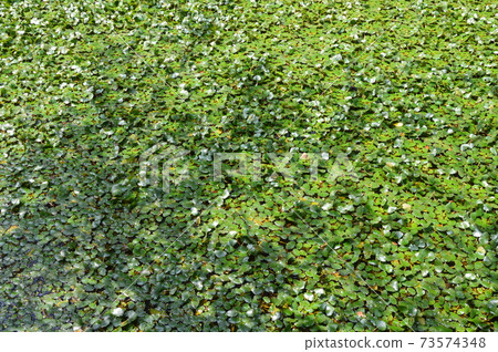 Raised grass (Hirosaki Park / Hirosaki City, Aomori Prefecture) Raised grass (Hirosaki Park / Hirosaki City, Aomori Prefecture) 73574348