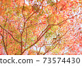 五顏六色的秋葉 73574430