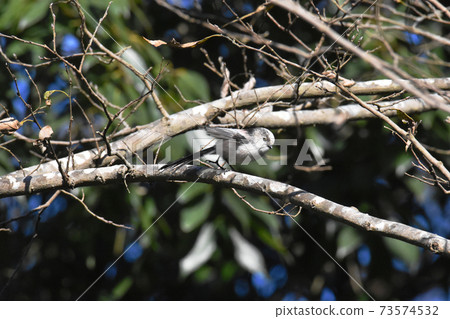 千葉縣佐倉市佐賀市佐賀城遺跡公園的野鳥 千葉縣佐倉市佐賀市佐賀城遺跡公園的野鳥 73574532